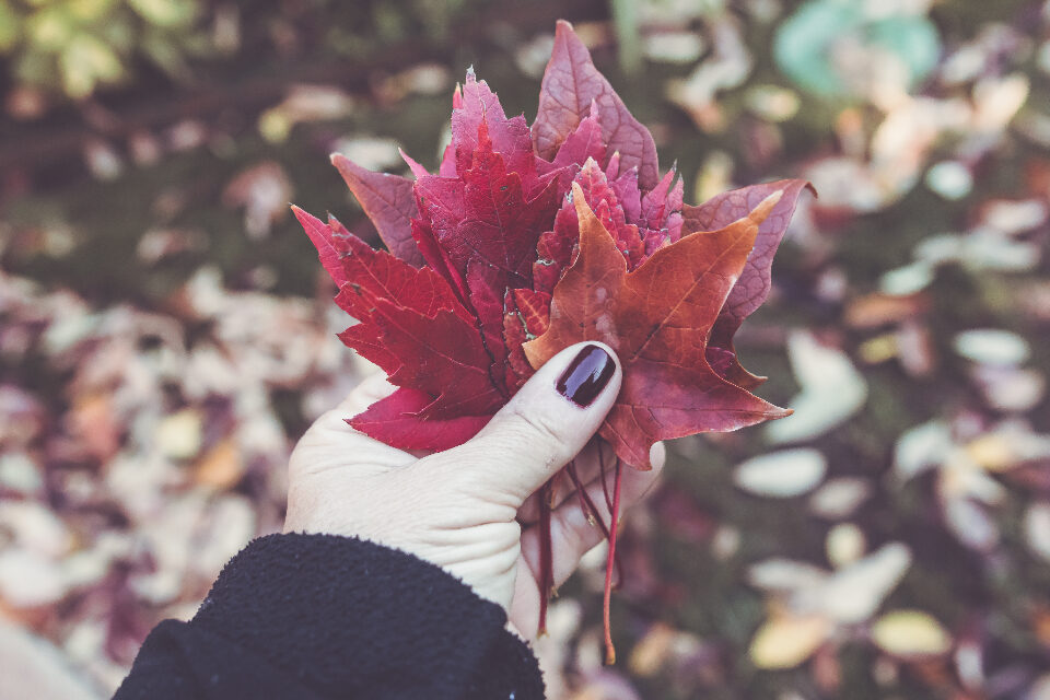dark red manicure hands autumn
